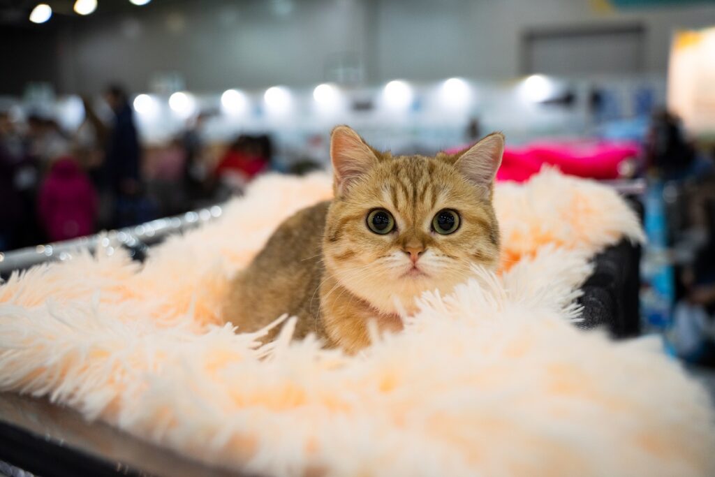 FIFE запретила кошкам из России участвовать в международных выставках