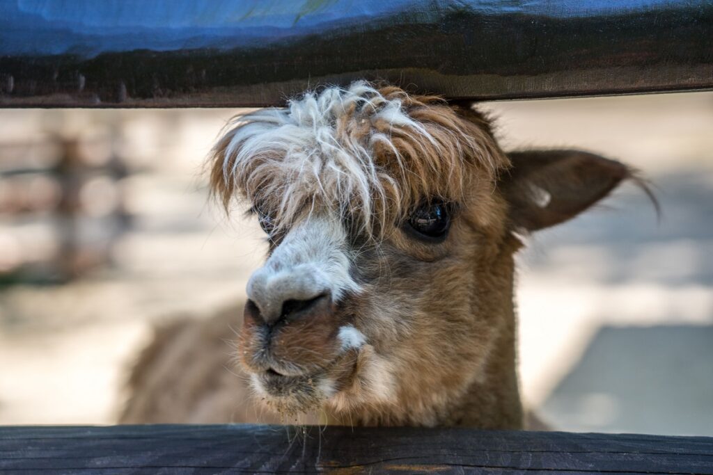 В зоопарке Миннесоты начали вакцинацию животных против COVID-19