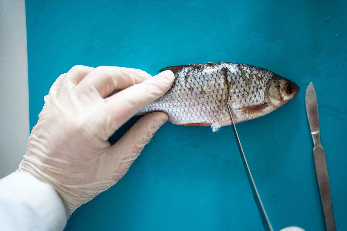Как избежать заражения гельминтами при употреблении рыбы