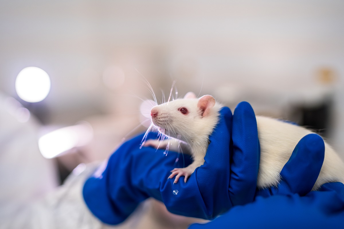 Мыши помогут создавать вакцины и лекарства от COVID-19
