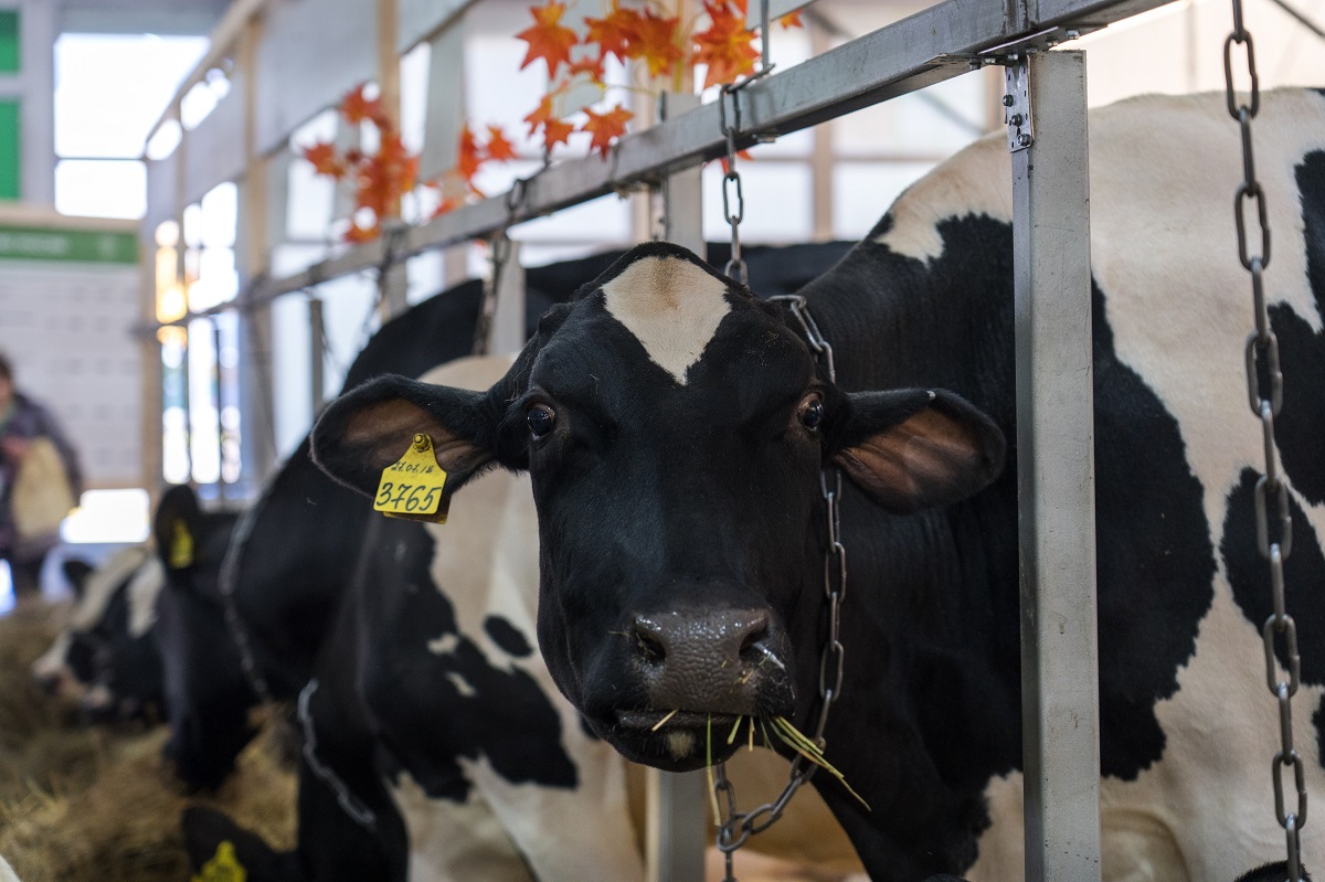 Фермеры Подмосковья получили почти 13 млн рублей на поддержку молочного животноводства