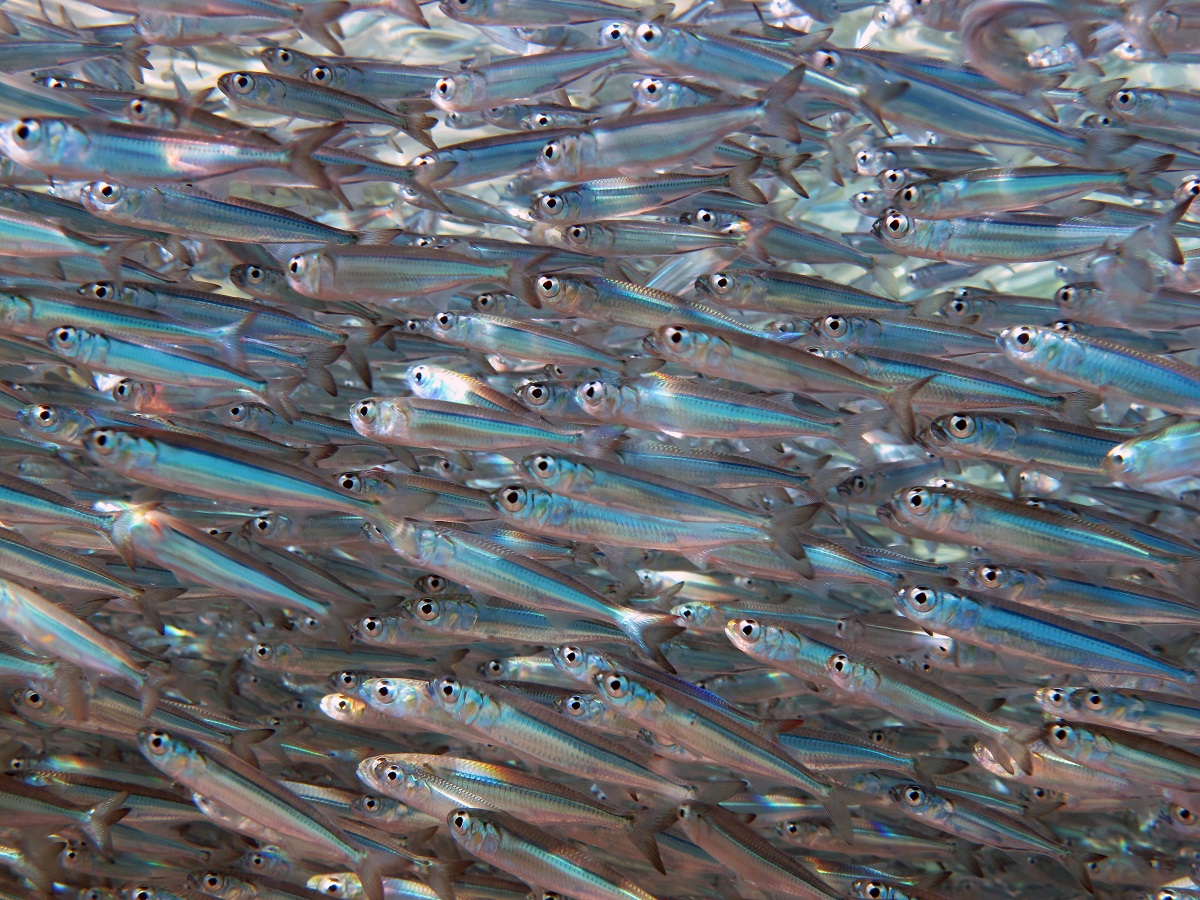 Астраханские ученые разработали биокорм для рыб с пробиотиками