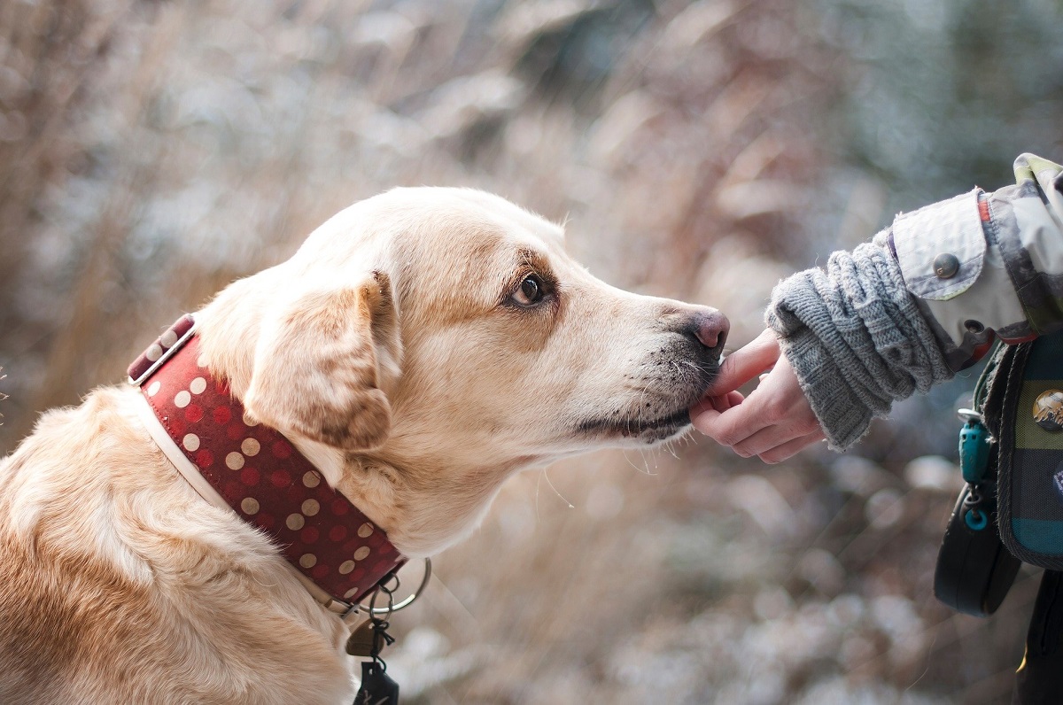 Ученые: собаки могут отличить своего хозяина только по голосу