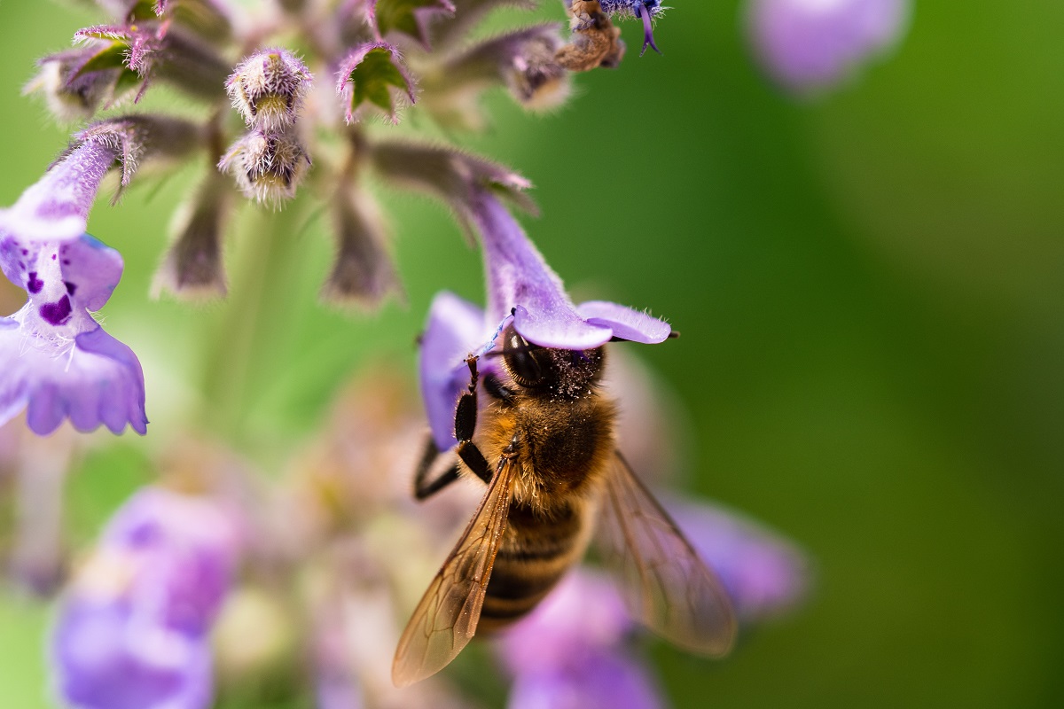 «Добропчел» защитит медоносных пчел от пестицидов