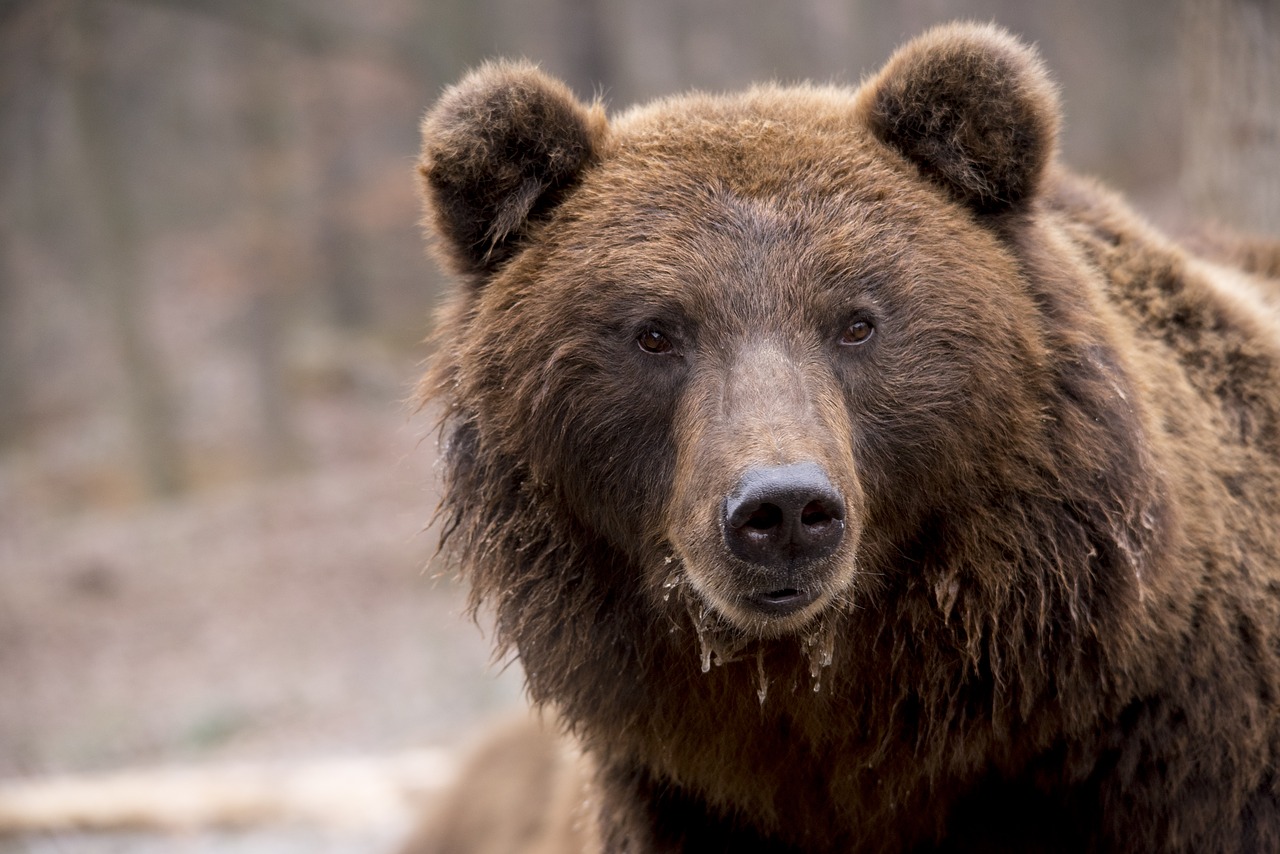 Росприроднадзор изъял бурого медведя у жительницы Саратова