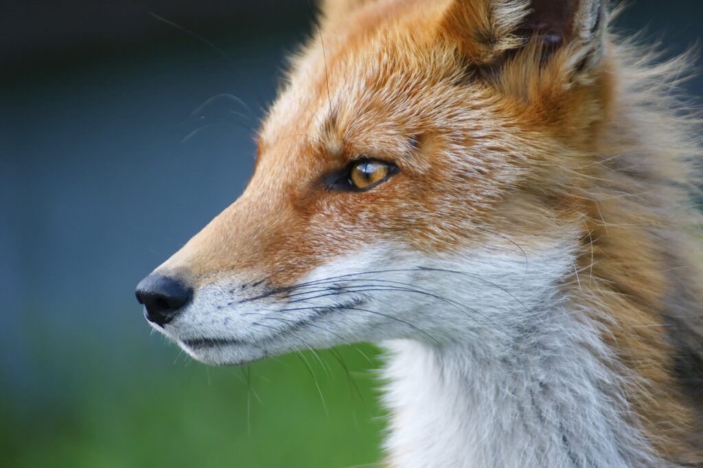Исследование: лисы восприимчивы к заражению SARS-CoV-2