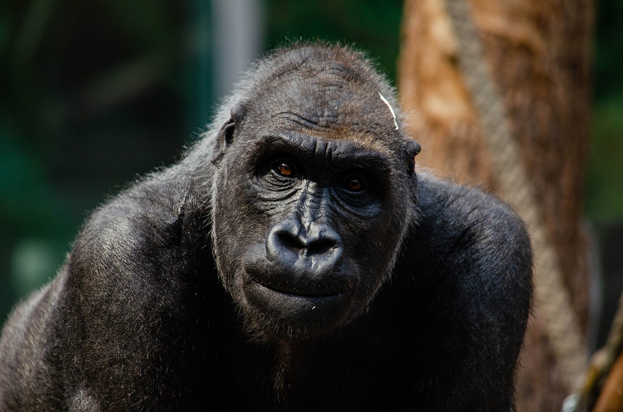 У пяти горилл в зоопарке Далласа обнаружили COVID-19