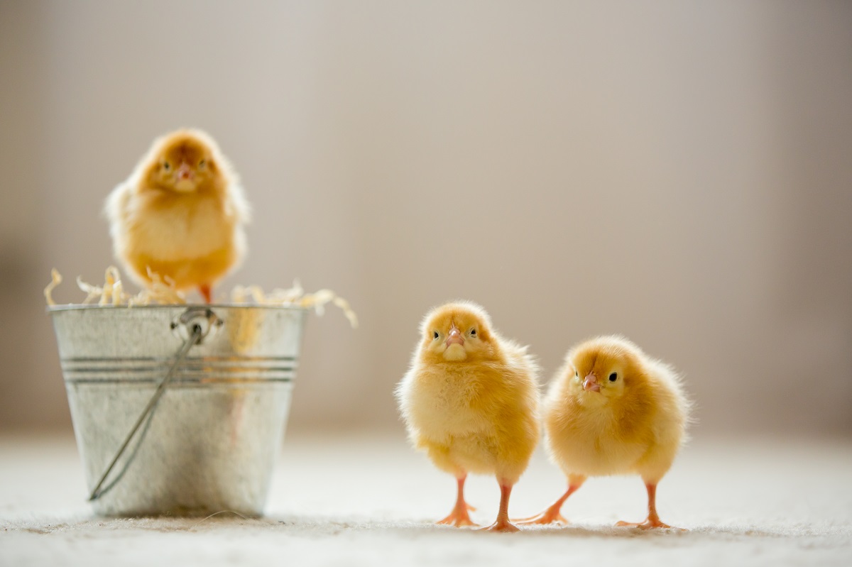Франция запретит выбраковку однодневных цыплят-самцов