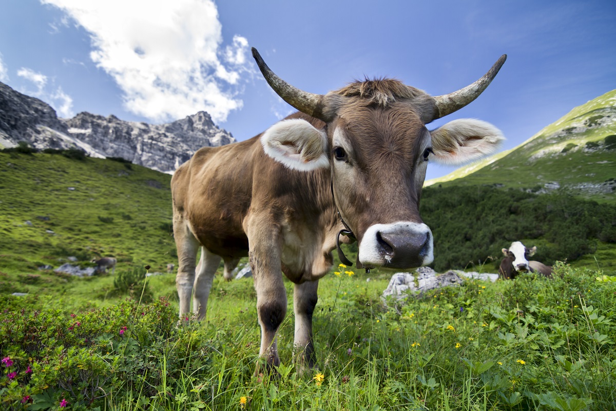 Россия запретила ввоз скота из трех штатов Индии
