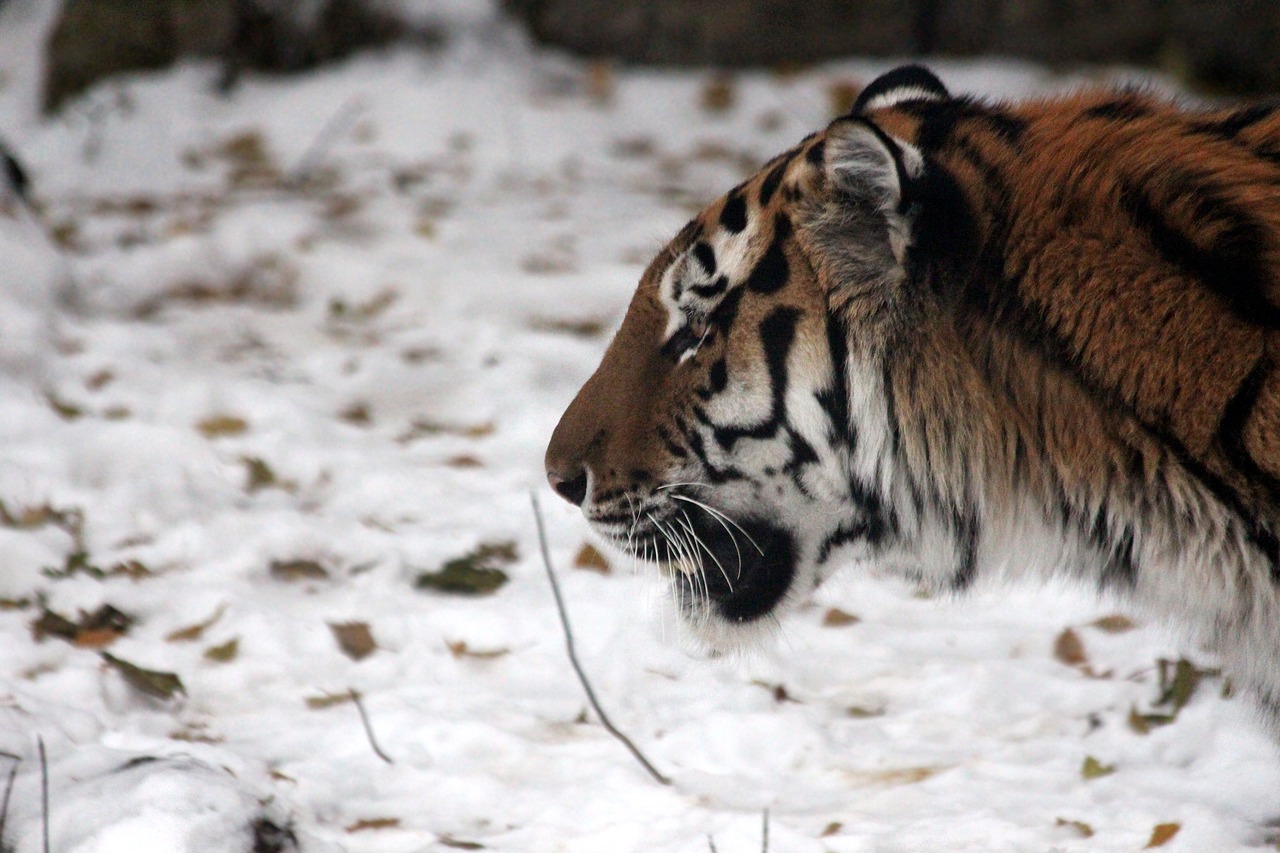 The Amur tiger census has been rolled out in Russia