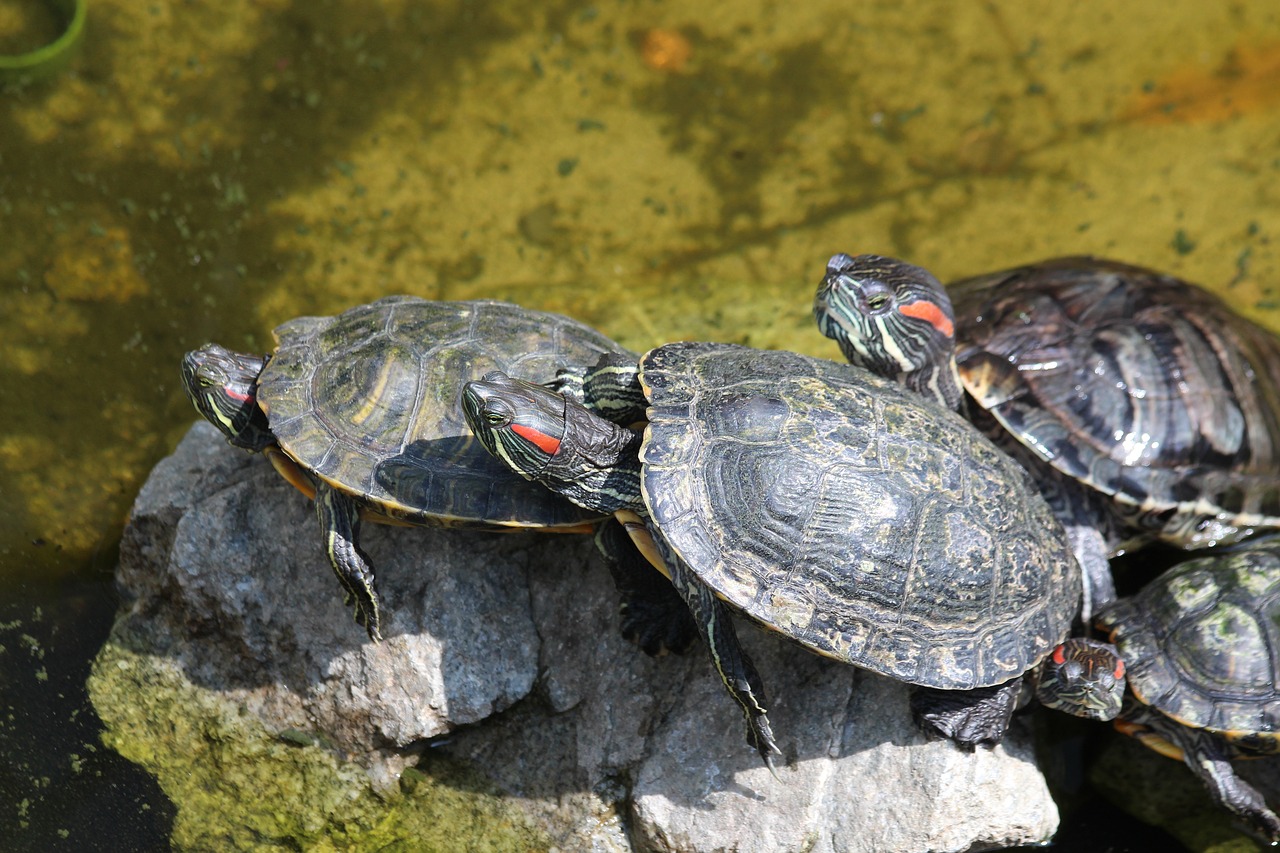 Домашние черепахи могут заразить владельца сальмонеллезом | Ветеринария и  жизнь