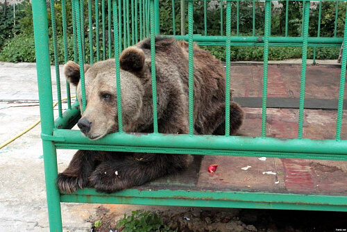 В Приморском крае спасли медвежат, оставшихся без матери