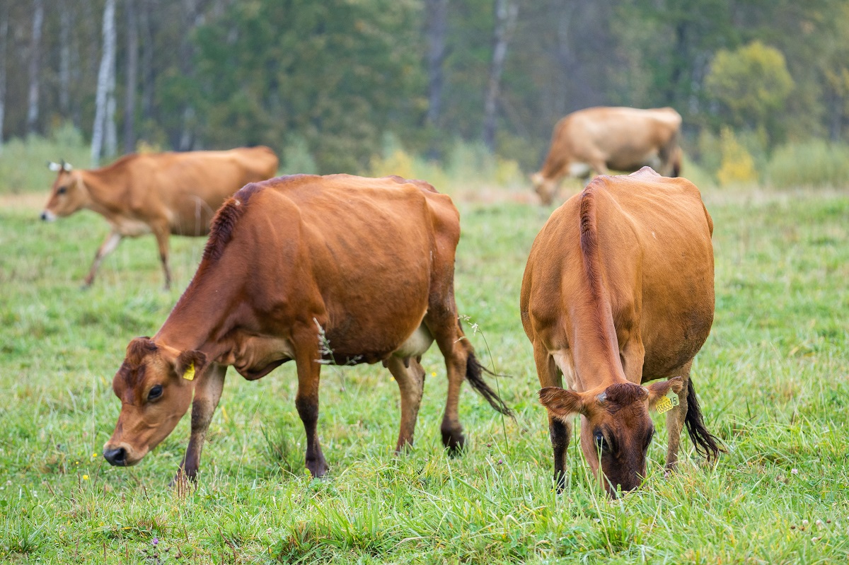 Животноводческие предприятия увеличили производство скота и птицы на 7,5%