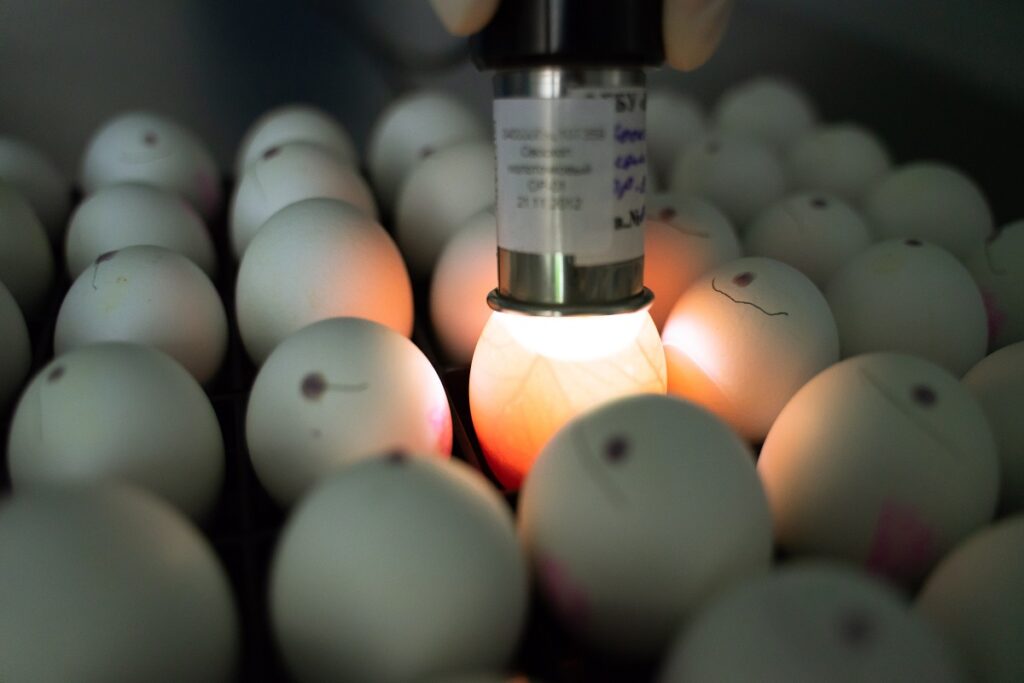 Россельхознадзор разрешил импорт инкубационного яйца с ряда предприятий Франции
