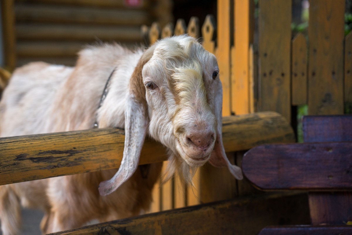 В Подмосковье ветеринарные специалисты оперативно устранили очаг пустулезного дерматита коз