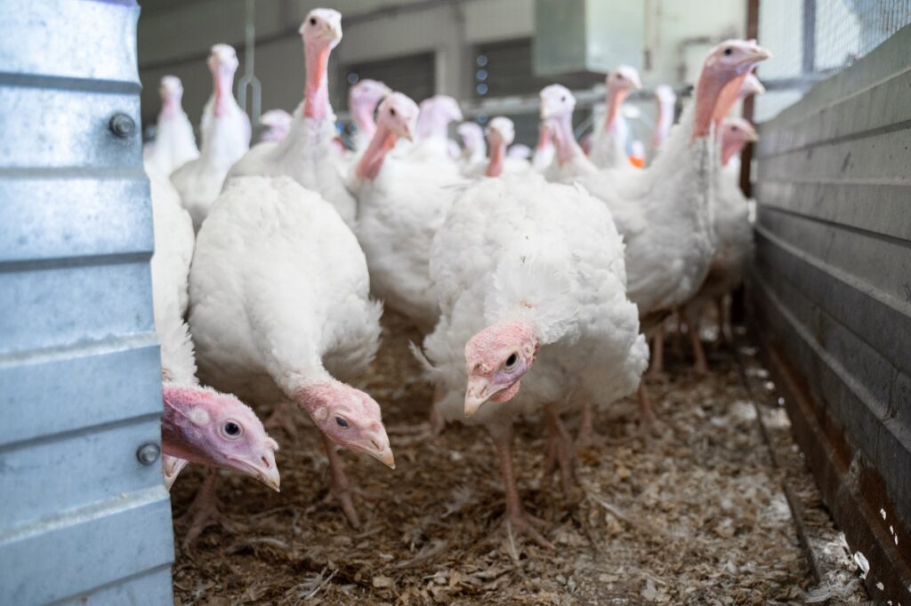 Poultry farmers asked to ban export of Russian feed grain