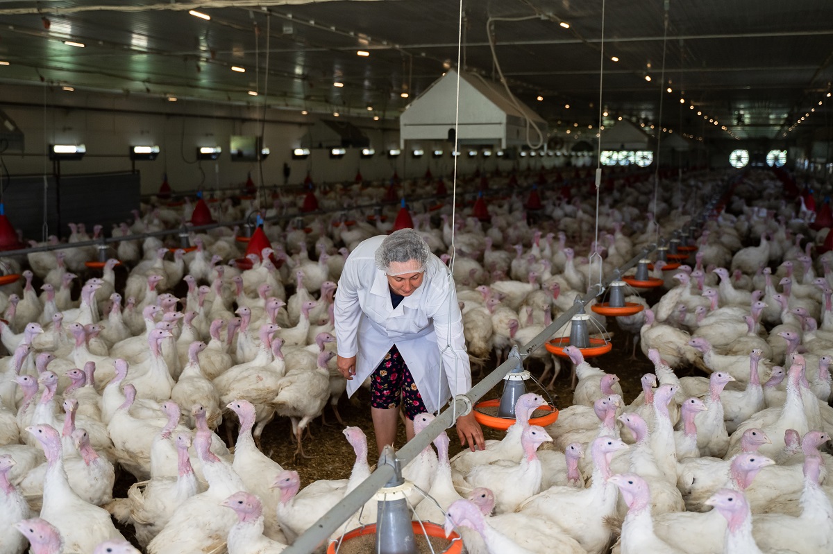 Poultry farmers urge the Ministry of Agriculture to approve vaccination against avian influenza
