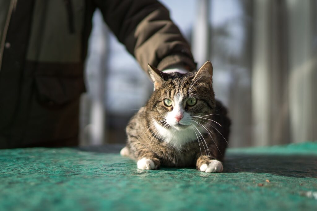 В Саратове кот спас хозяина во время ночного пожара