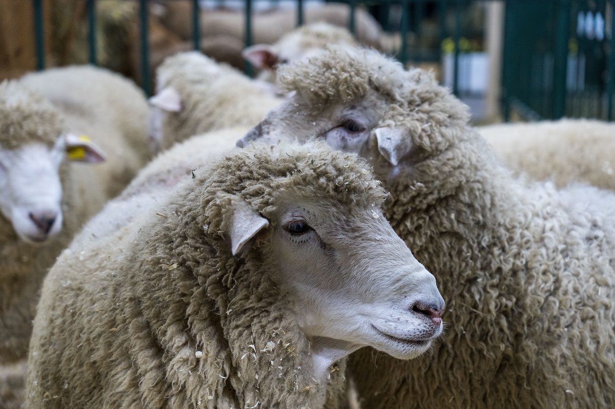 Австралия на три месяца запретила экспорт овец