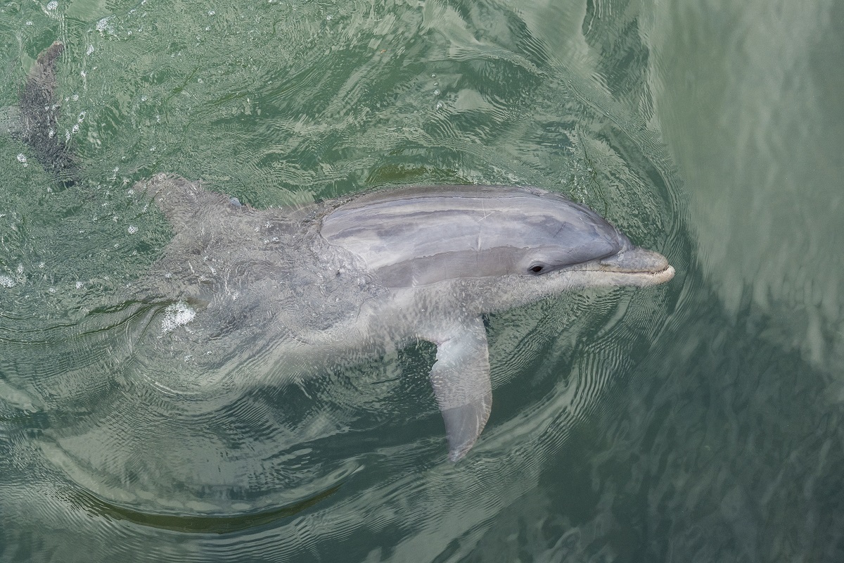 В США зафиксировали первый случай заражения дельфина гриппом птиц