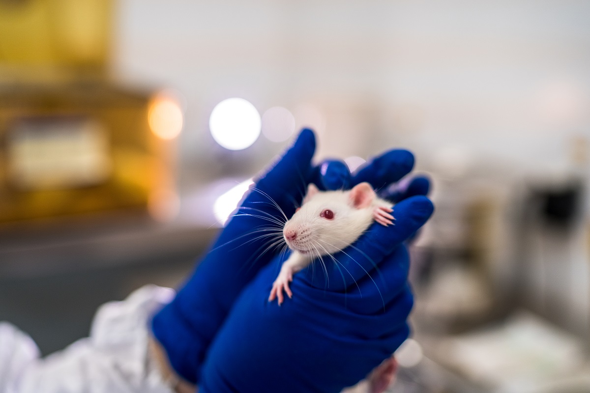 Ученые нашли способ омолодить мышей