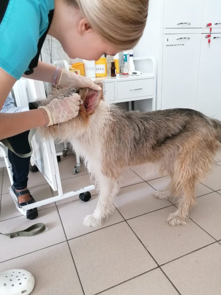 Как правильно чистить уши собаке, кошке рассказывает ветеринарный врач ФГБУ  «Брянская МВЛ» | Ветеринария и жизнь