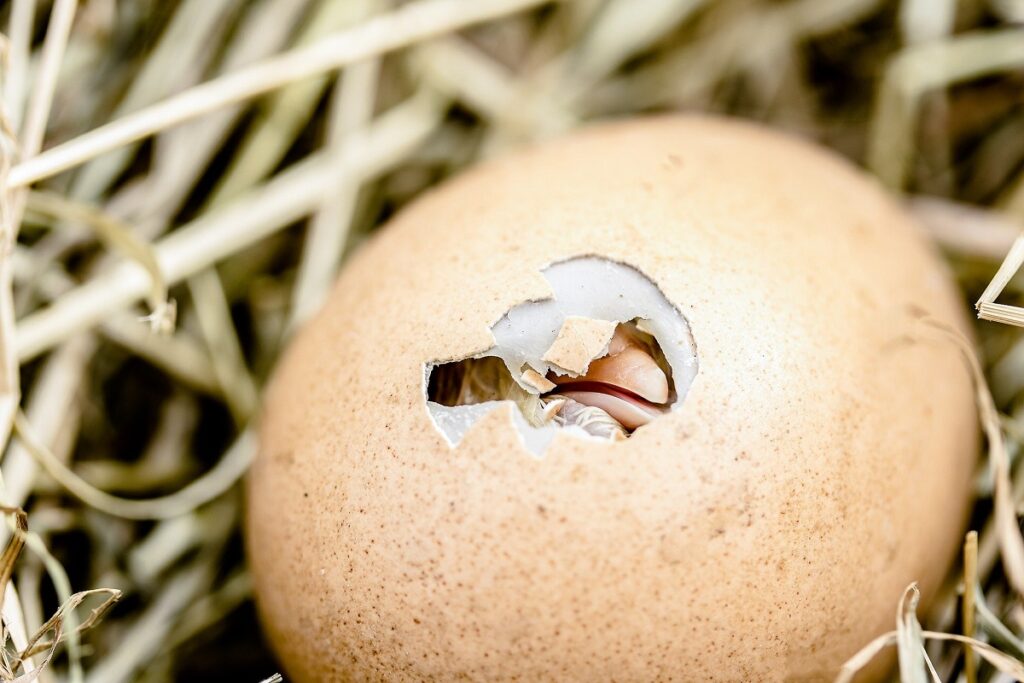 Россельхознадзор возобновил поставки инкубационного яйца с пяти предприятий Великобритании и Чехии