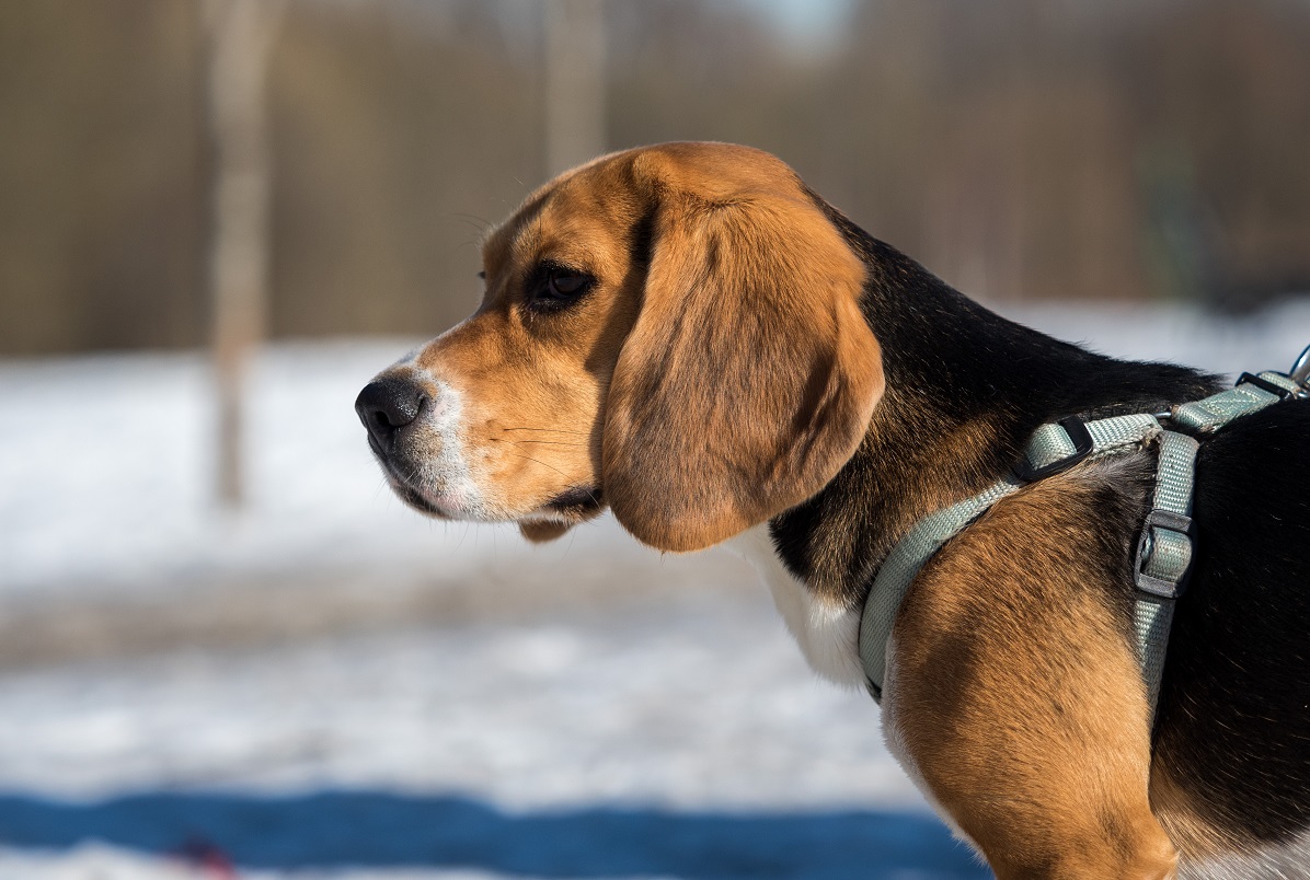Могут ли собаки определить респираторные заболевания КРС