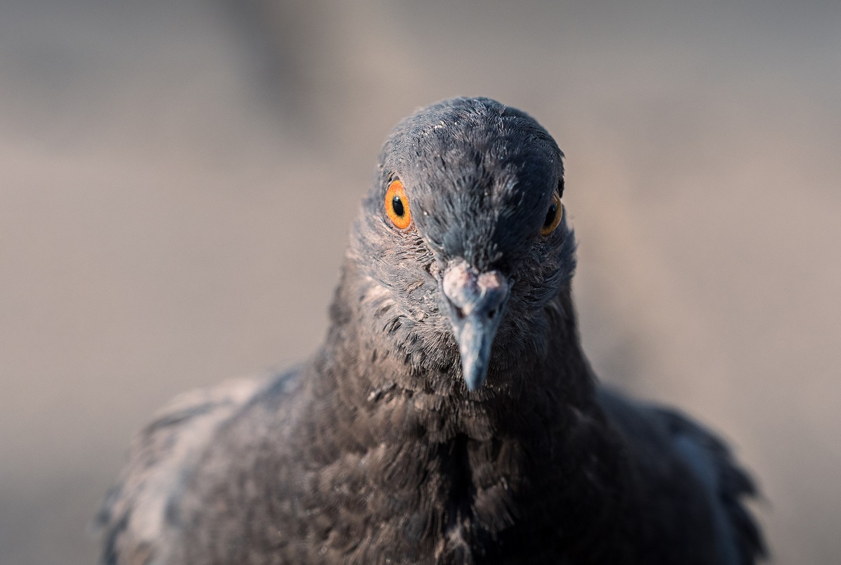 Ветспециалисты напомнили об опасности голубей из-за орнитоза