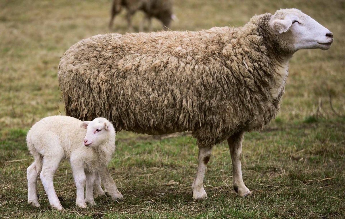 Овцеводы Ирландии просят поддержки у правительства
