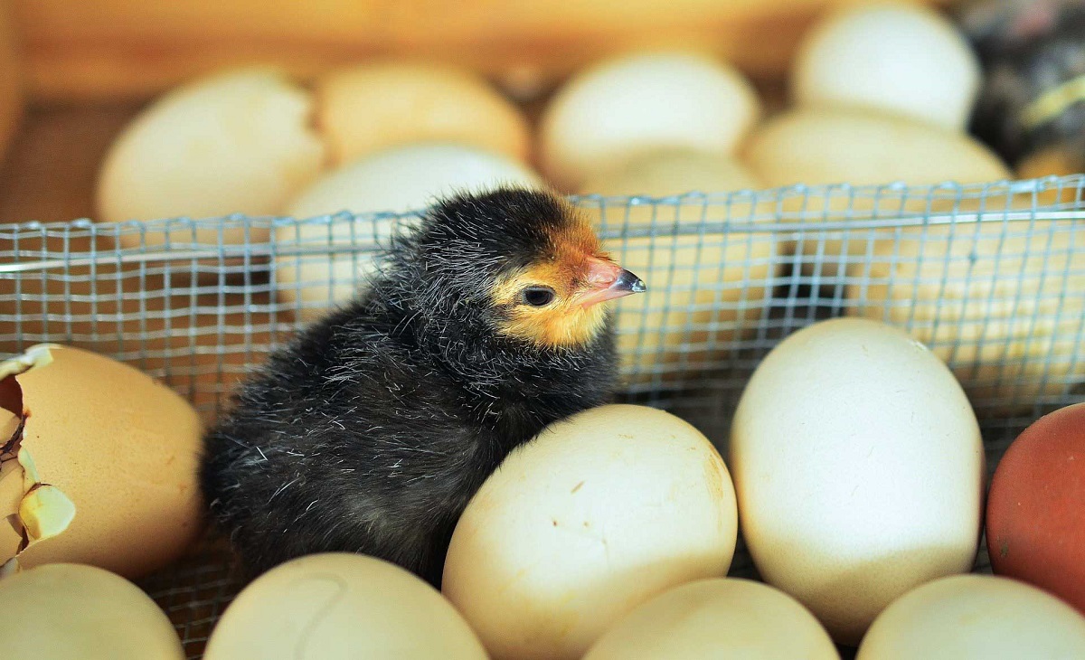 Россельхознадзор приостанавливает ввоз инкубационных яиц из Чехии и Нидерландов из-за гриппа птиц