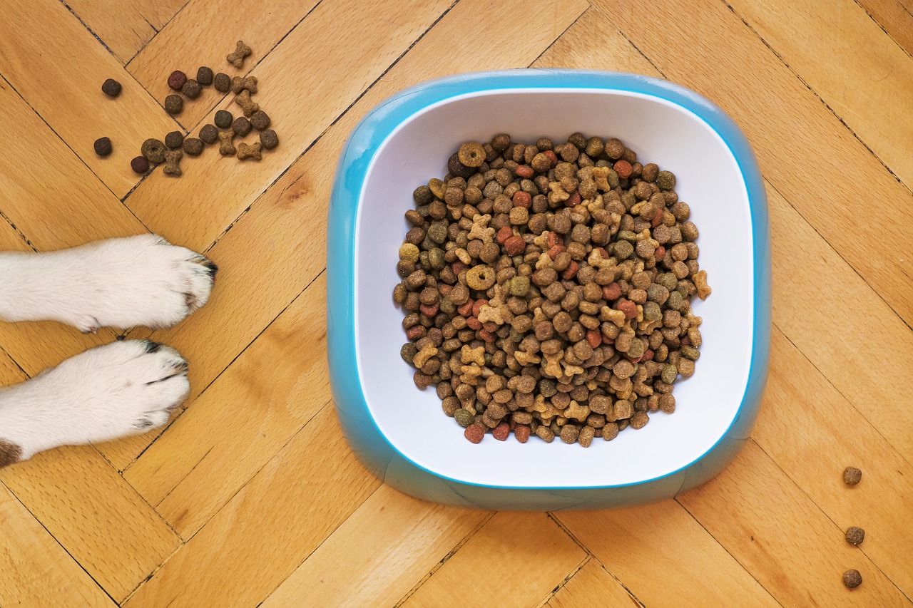 Почему собака не ест сухой корм