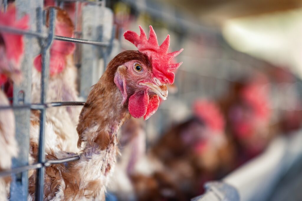 В США из-за птичьего гриппа уничтожено более 7,65 млн сельхозптиц