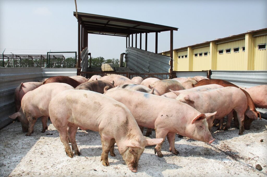 АЧС впервые выявили у домашних свиней в континентальной части Италии