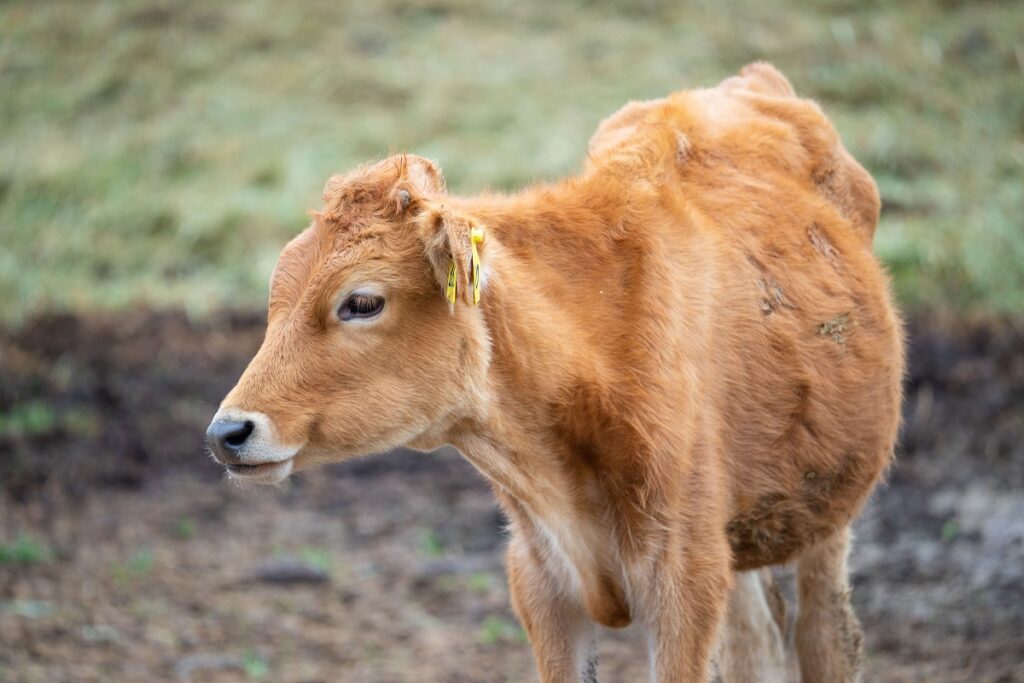 В Монголии отмечен массовый забой скота из-за болезней животных