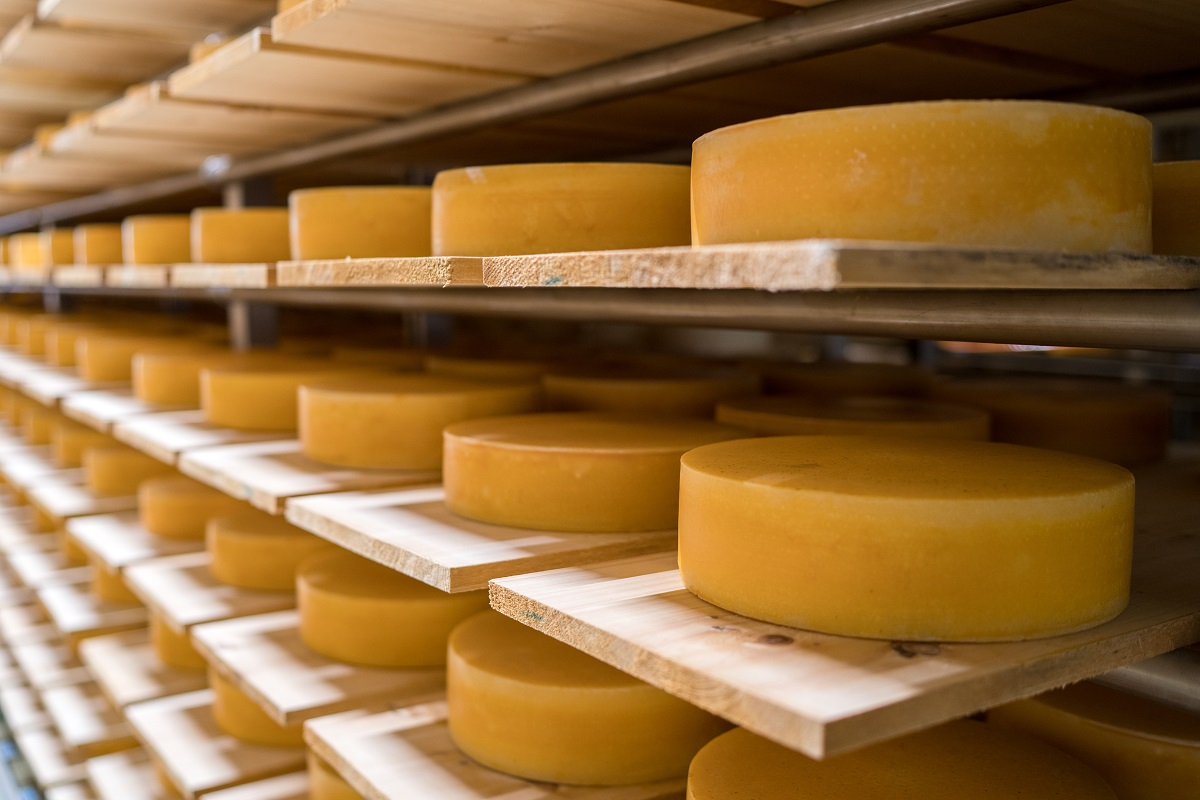 Ученые рассказали, как снизить зависимость от импортных заквасок для сыров