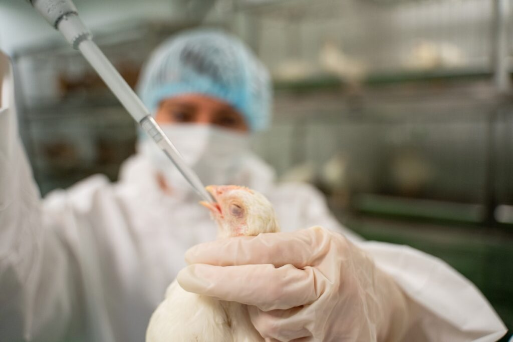 Новые очаги гриппа птиц обнаружили в 14 странах