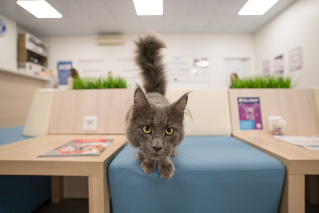 В России развивается новое направление в ветеринарии – cat-friendly – фоторепортаж «ВиЖ»