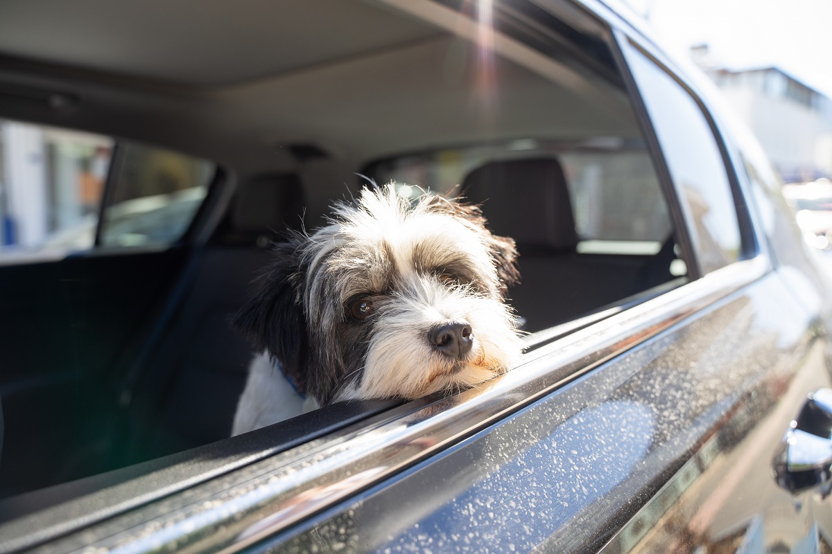 Как перевезти собаку: условия транспортировки и документы