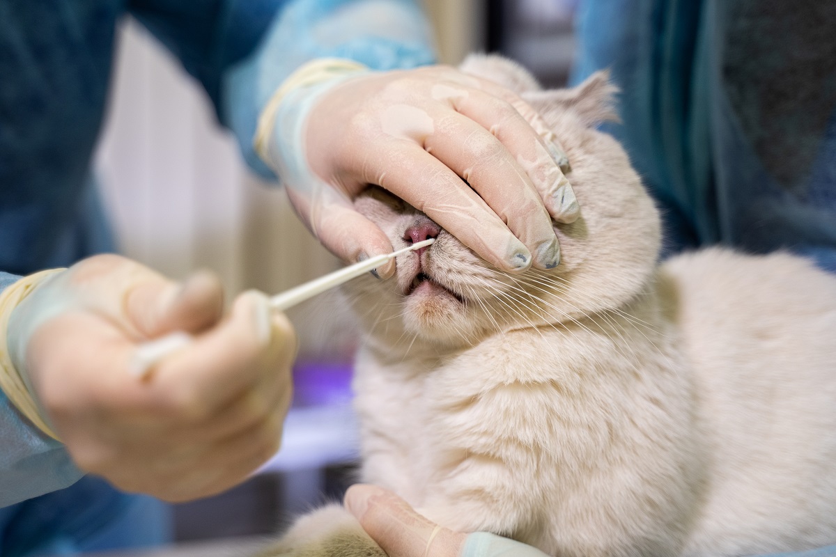 В России разработали тест-систему выявления вируса герпеса у кошек |  Ветеринария и жизнь