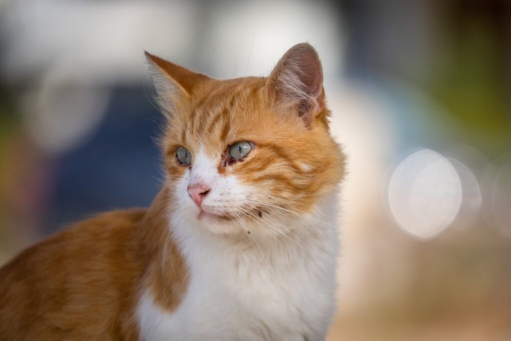 Кошки стали чаще страдать от болезней, вызванных чесоточными клещами |  Ветеринария и жизнь