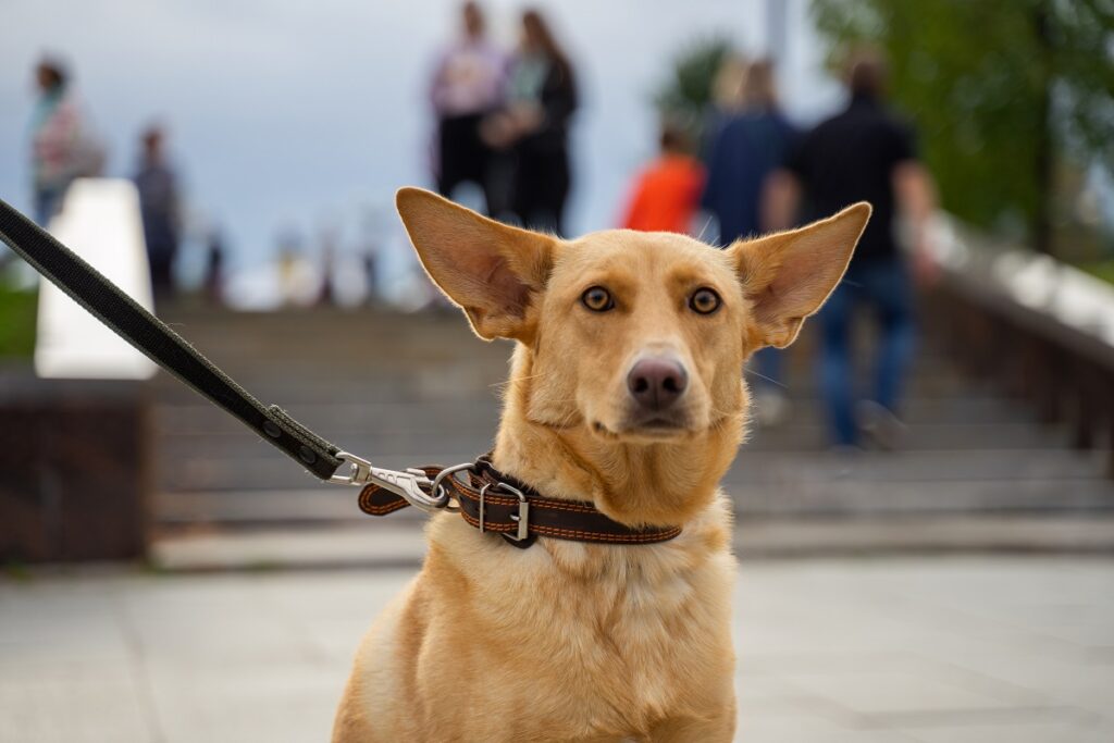 В Якутии будут штрафовать за самовыгул собак и фекалии питомцев |  Ветеринария и жизнь