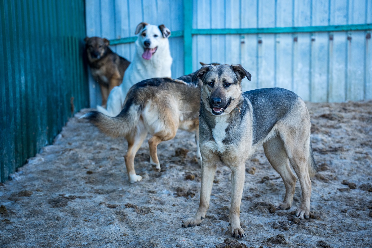 В Подмосковье кол-центр по вопросам бродячих собак перевели на номер 112