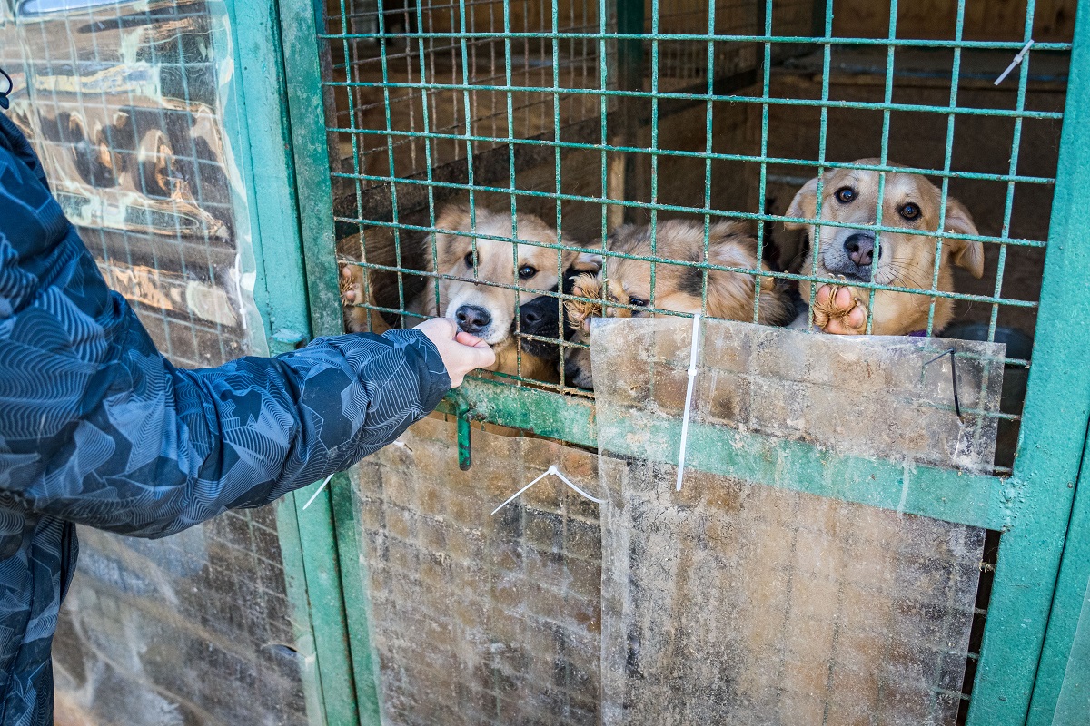 В Приамурье введут штрафы за нарушения в приютах для собак и кошек