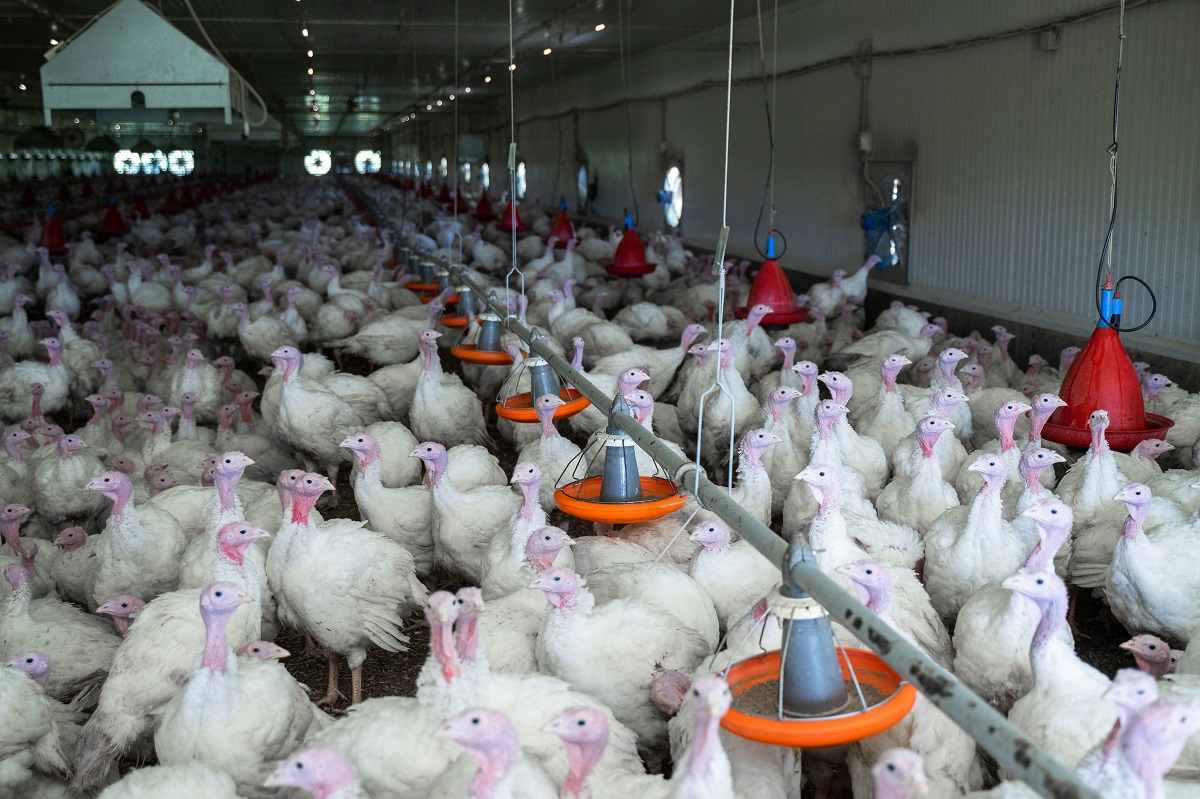 Птицеводы рассчитывают нарастить экспорт мяса птицы до 500 тыс. тонн в год