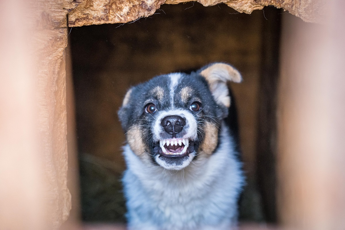 В Госдуме поддержали законопроект о штрафах за укусы собак