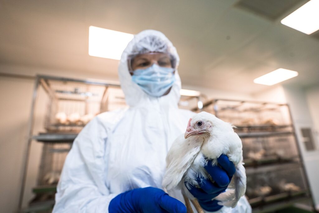 В мире зафиксировали почти 6 тыс. очагов гриппа птиц с начала года