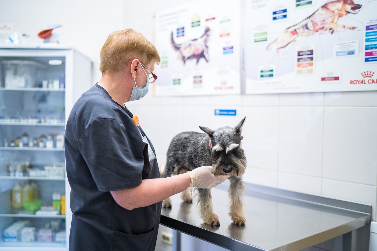 ВГНКИ проведет обучение диагностике и профилактике бруцеллеза у собак