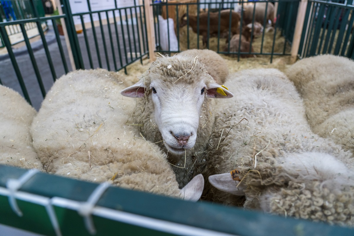 Минсельхоз разработал ветправила по содержанию овец и коз