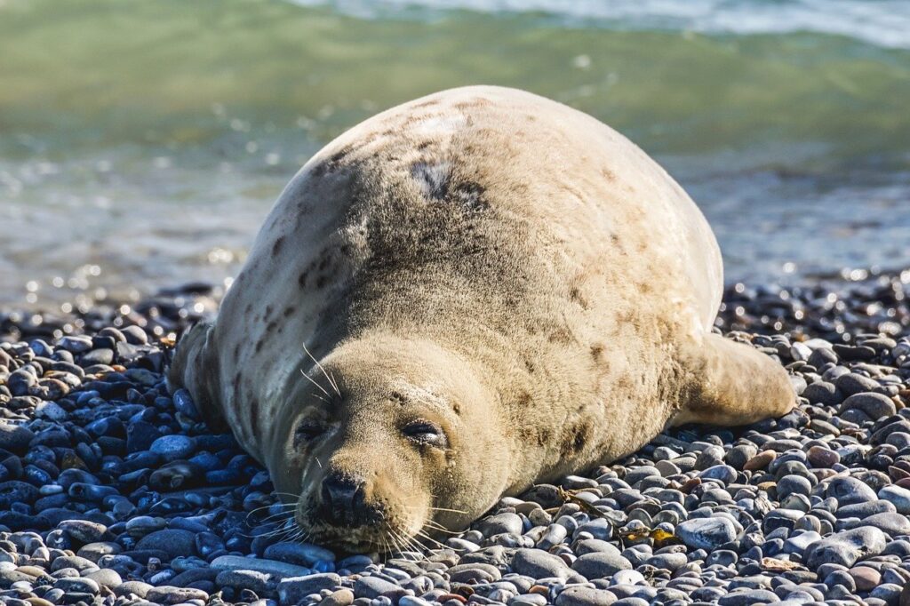 Массовый падеж тюленей наблюдается на юге Бразилии из-за гриппа птиц